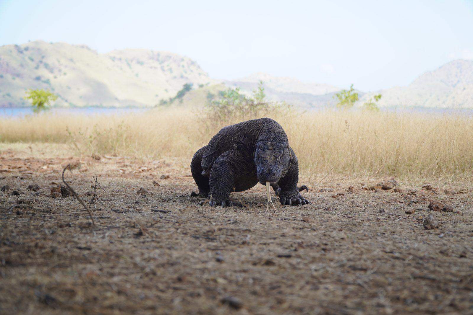 Komodo – dragon walking on dry savanna (Real photo from a Komodo Explorer trip)