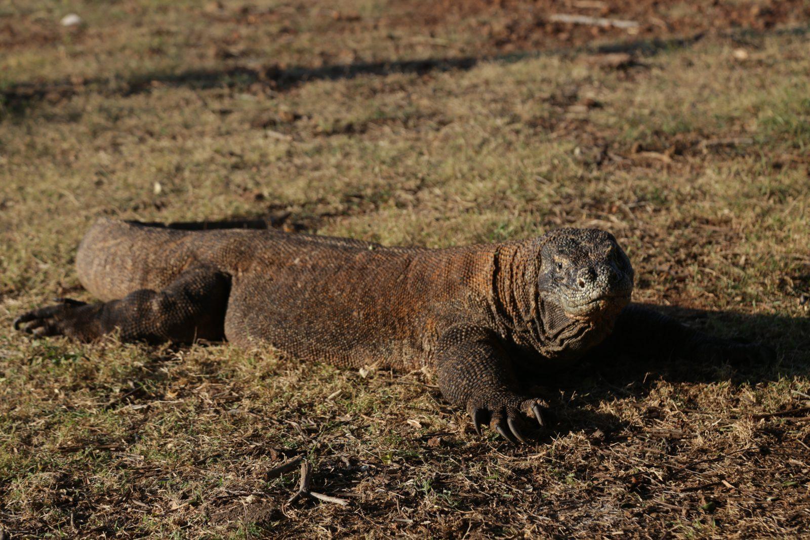 Komodo – komodo dragon resting in dry grass (Real photo from a Komodo Explorer trip)