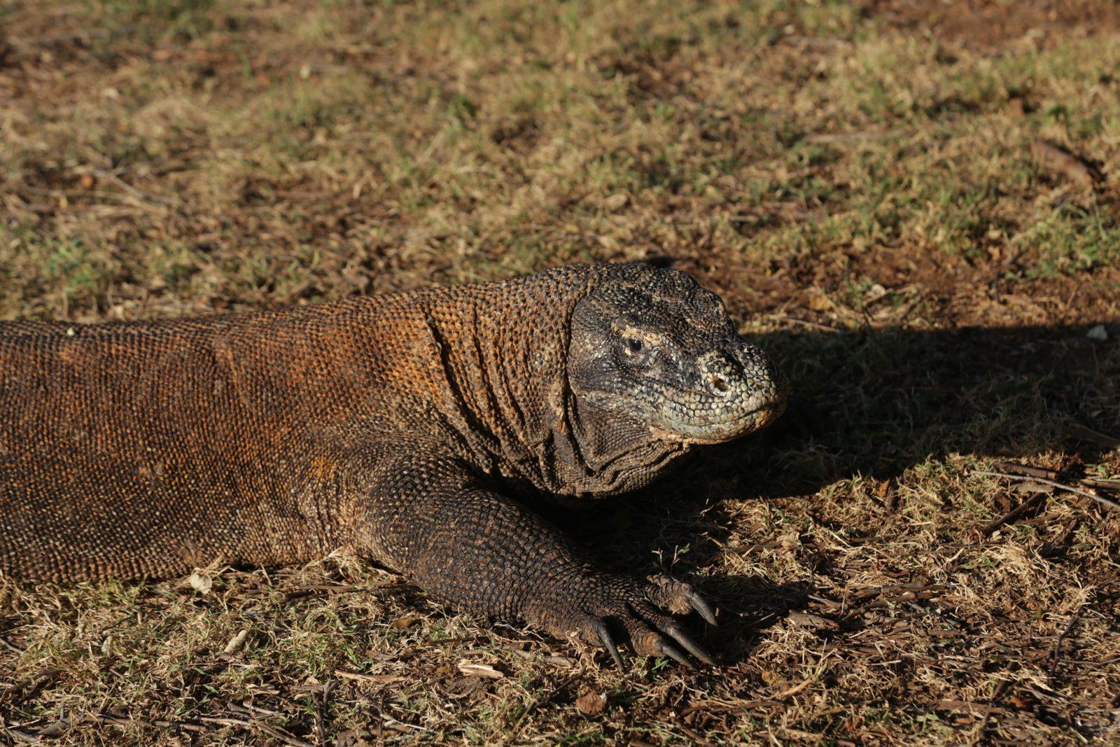 Komodo – komodo dragon close, dry grass (Real photo from a Komodo Explorer trip)