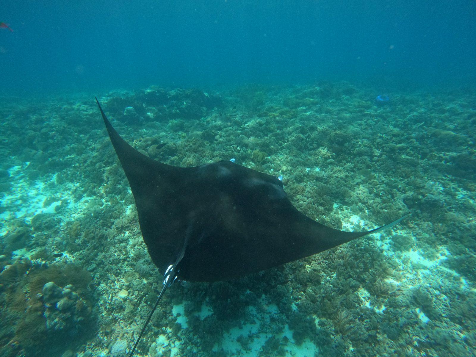 King Cirox 2 Phinisi – Manta Point Komodo: snorkeling hanyut di arus dari King Cirox 2, manta kemungkinan besar terlihat, tapi tidak pernah dijanjikan