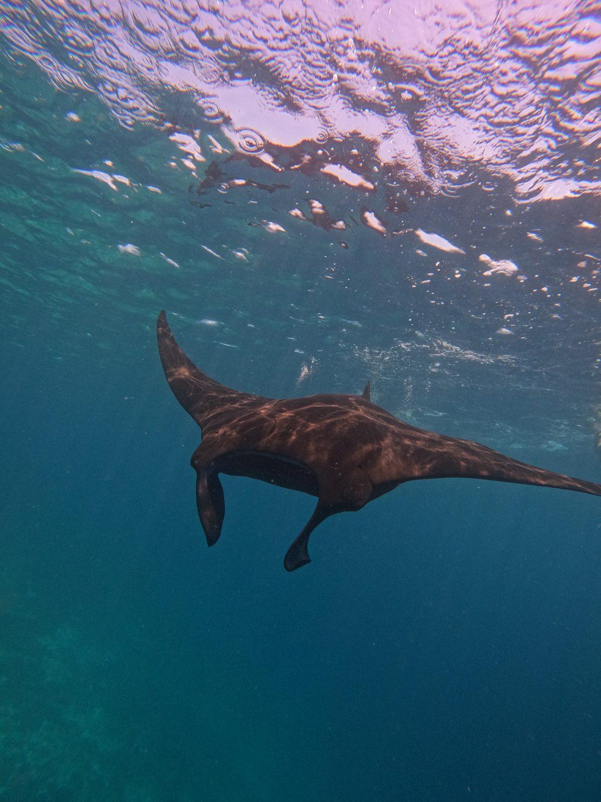 Manta Point – manta ray below swimmer at surface (Foto asli dari trip Komodo Explorer)