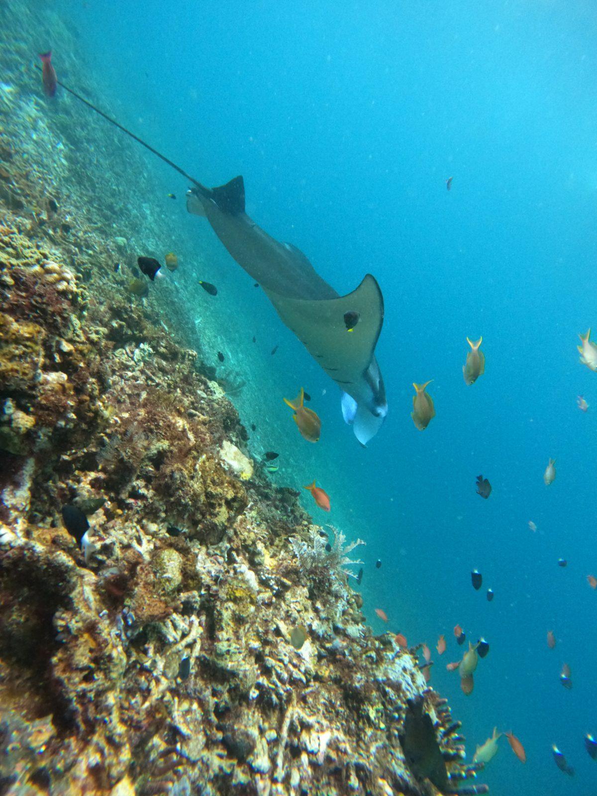 Manta Point – manta ray over reef with fish (Foto asli dari trip Komodo Explorer)