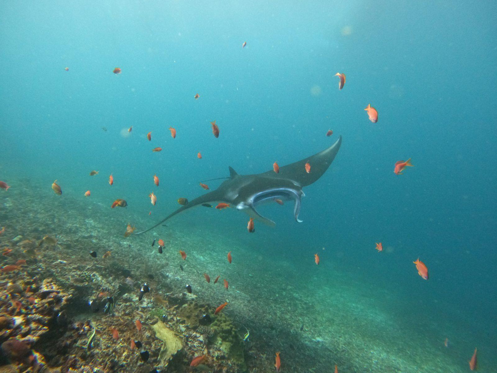 Manta Point – manta ray with fish over reef (Foto asli dari trip Komodo Explorer)