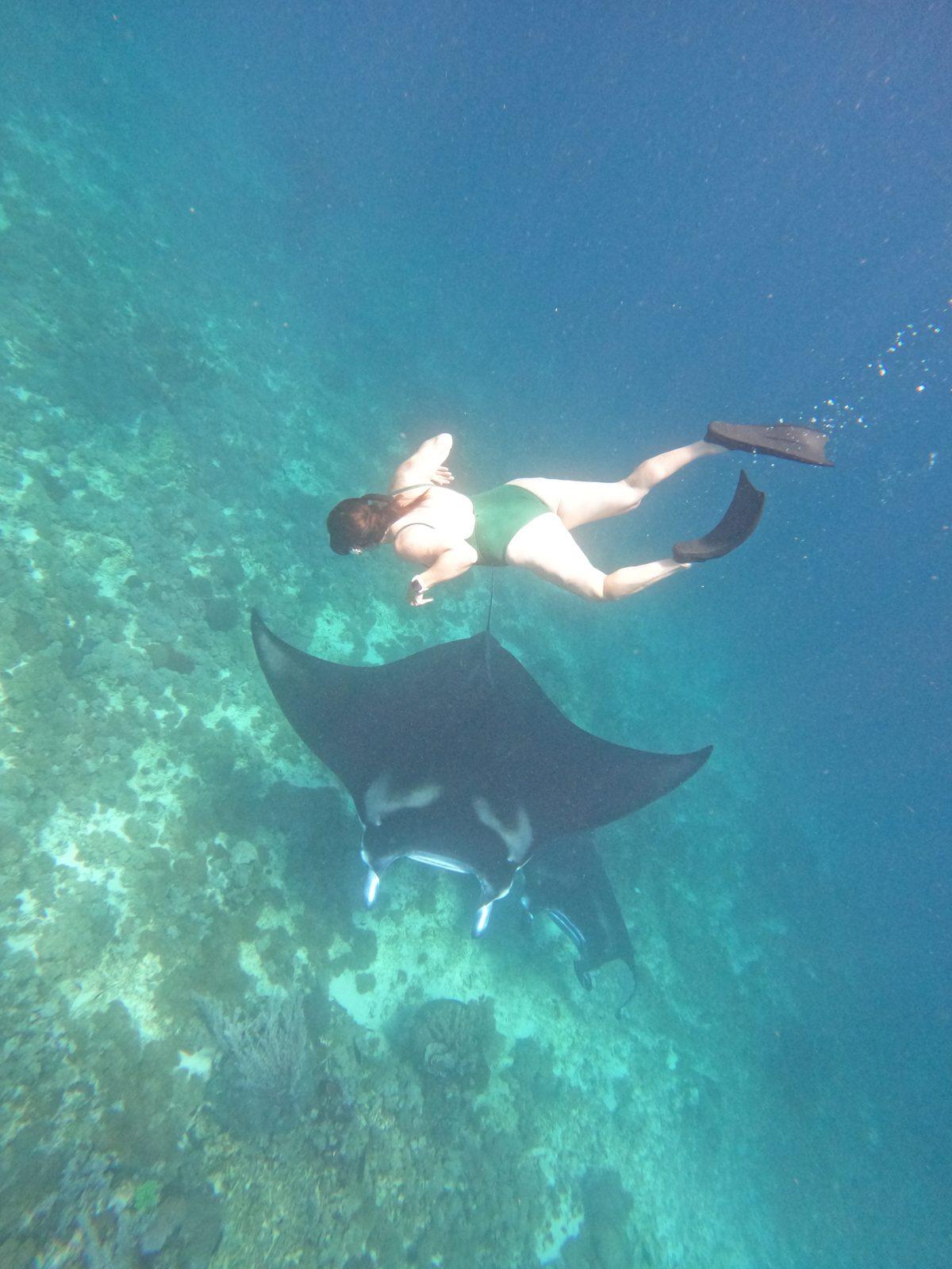 Manta Point – Snorkeller swimming beside manta ray (Foto asli dari trip Komodo Explorer)