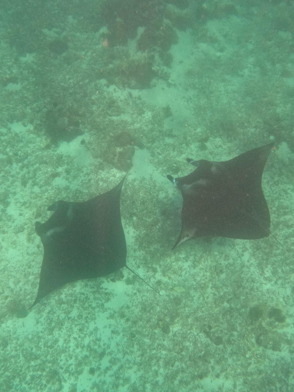 Manta Point – Two mantas over sandy reef, overhead (Foto asli dari trip Komodo Explorer)