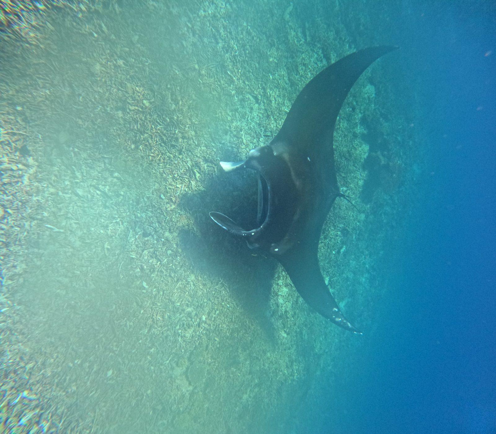 Manta Point – manta ray gliding over bright shallow water (Foto asli dari trip Komodo Explorer)