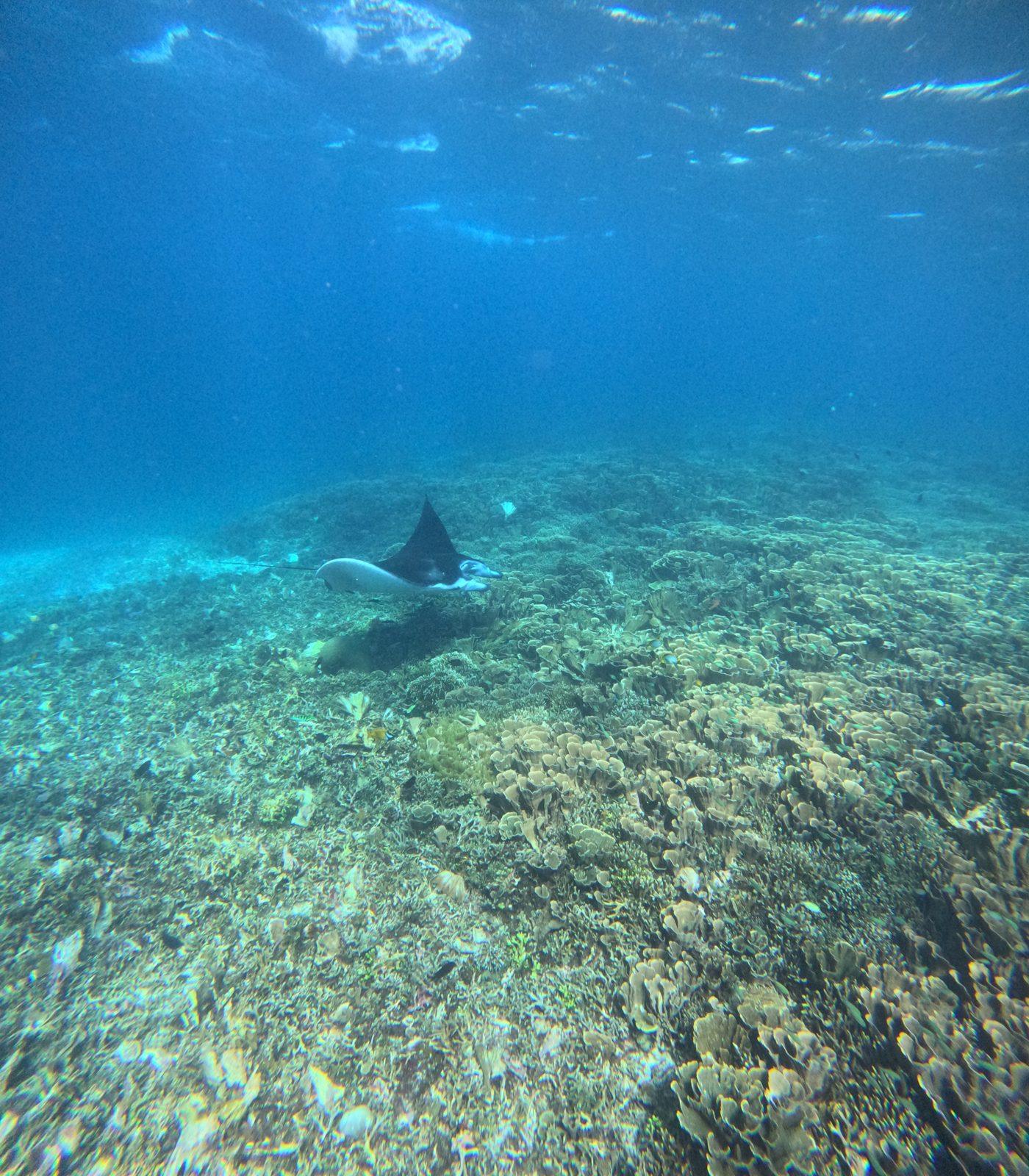 Manta Point – two manta rays gliding over reef (Foto asli dari trip Komodo Explorer)