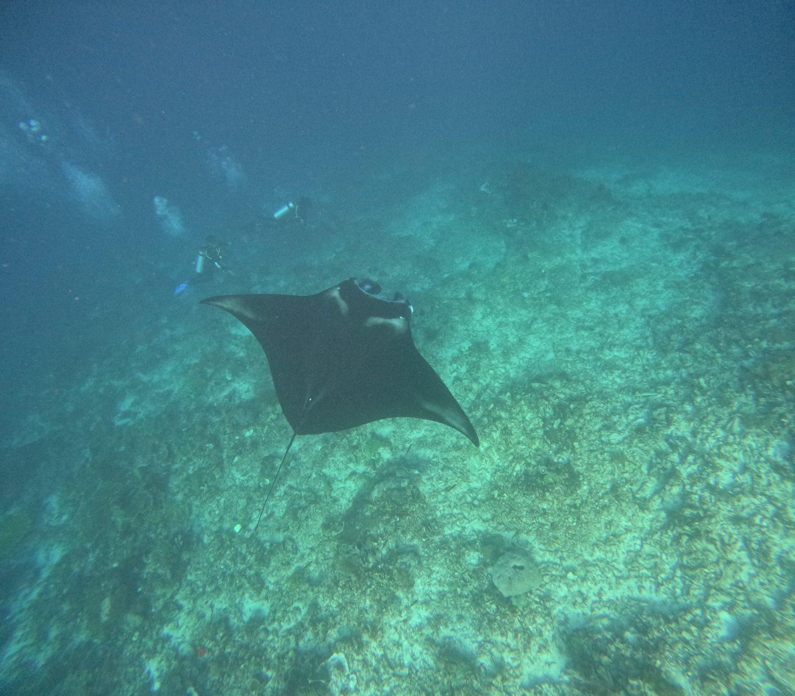 Manta Point – manta ray gliding over reef floor (Foto asli dari trip Komodo Explorer)