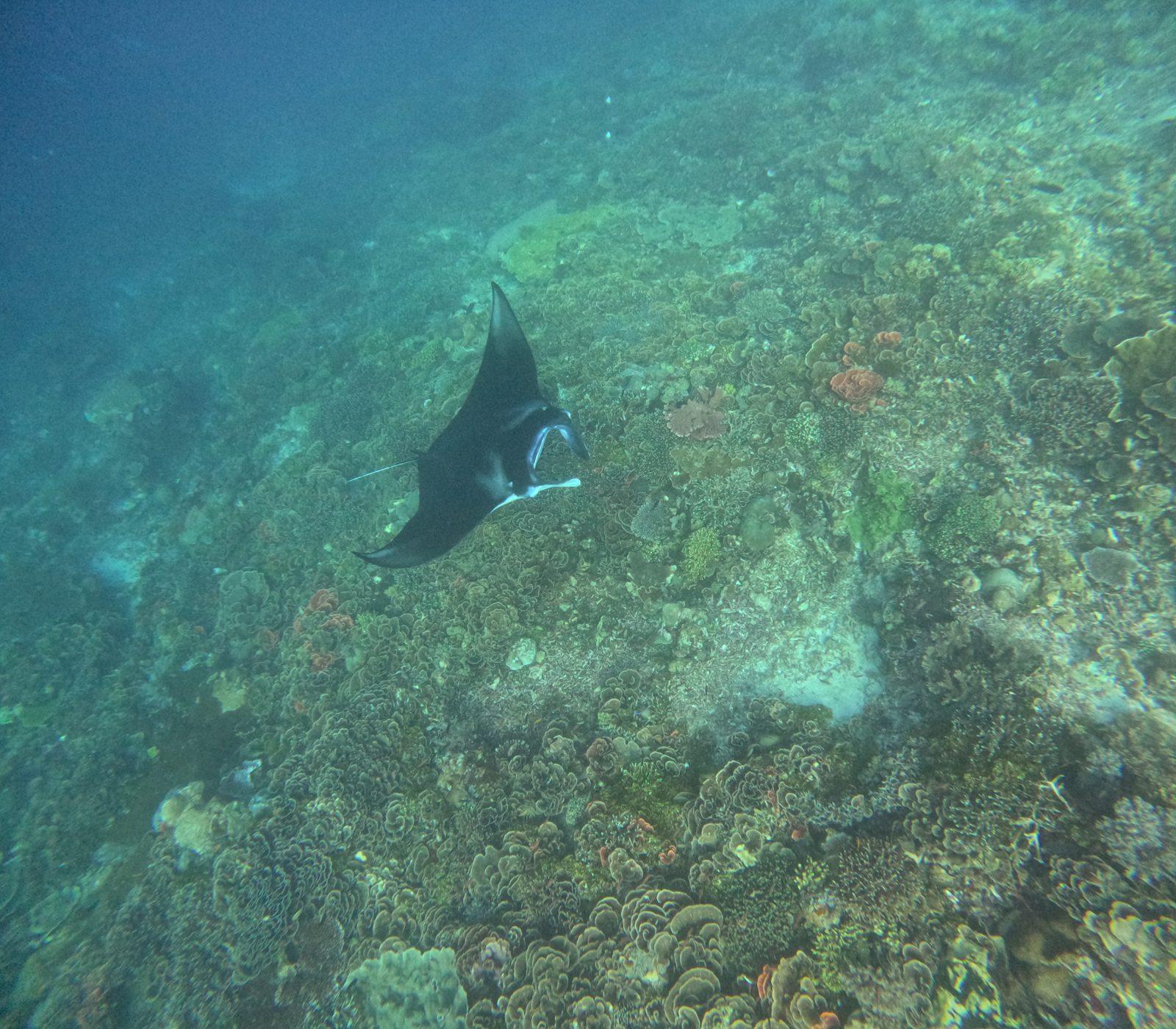 Manta Point – manta ray over dark reef (Foto asli dari trip Komodo Explorer)