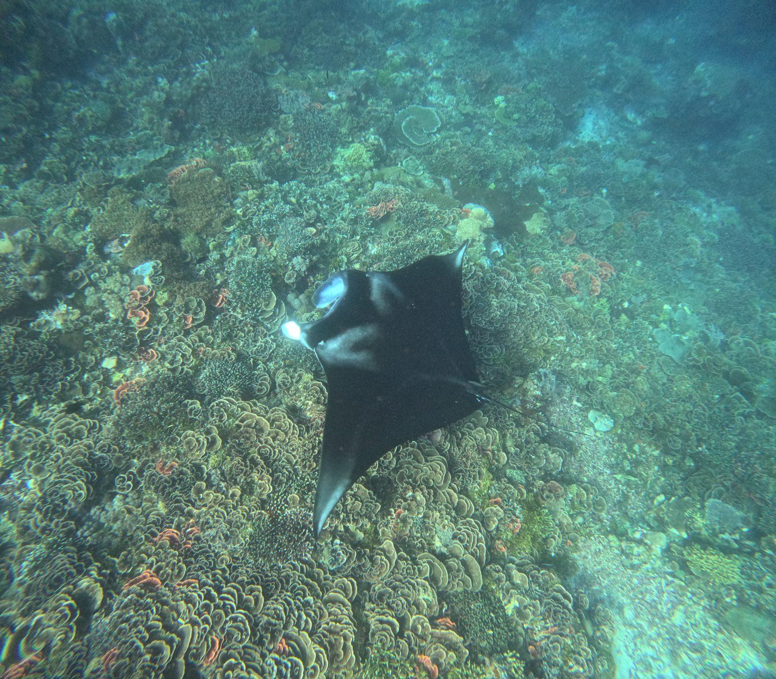 Manta Point – manta ray over coral reef (Foto asli dari trip Komodo Explorer)