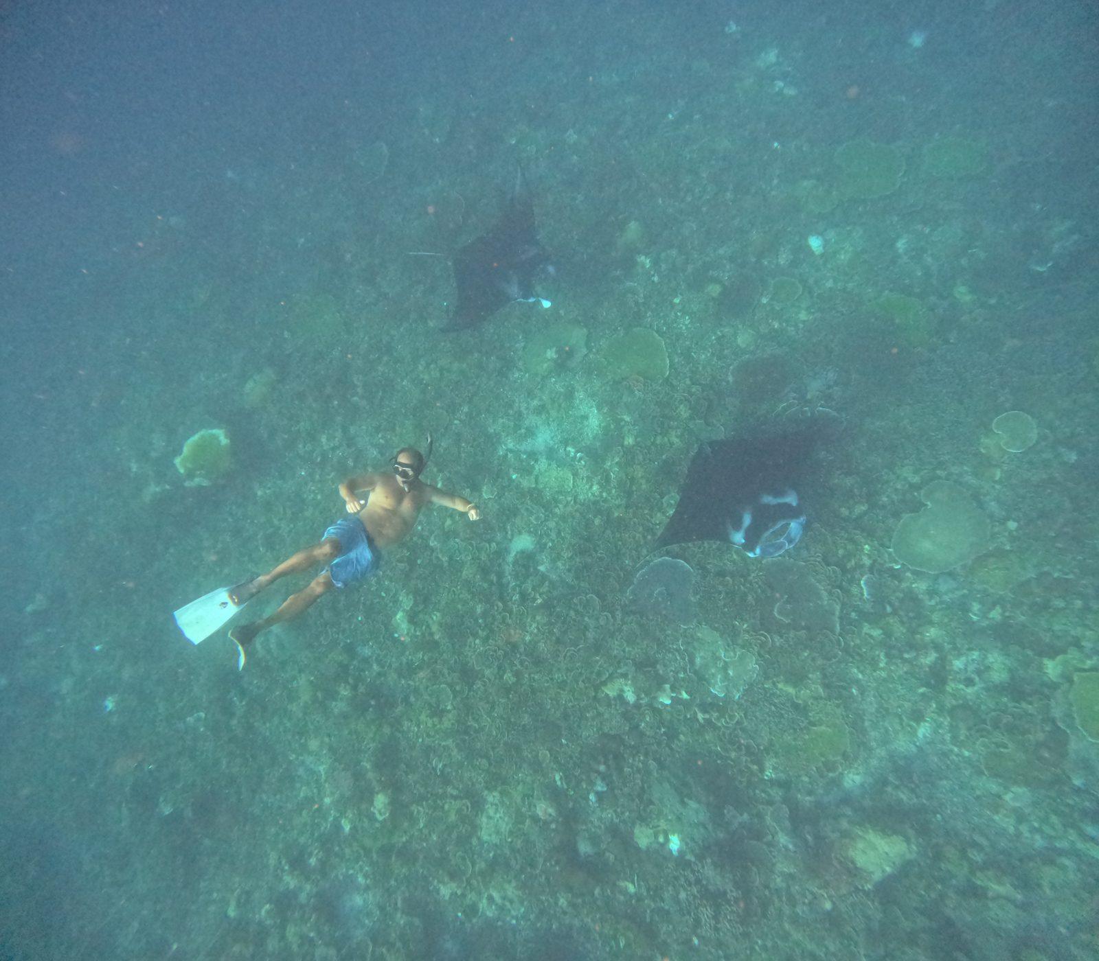 Manta Point – snorkeller with mantas over reef (Foto asli dari trip Komodo Explorer)